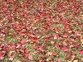 Bradford Flowering Pear / Pyrus calleryana 